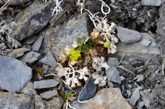 Chrysosplenium wrightii