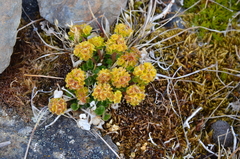 Chrysosplenium wrightii
