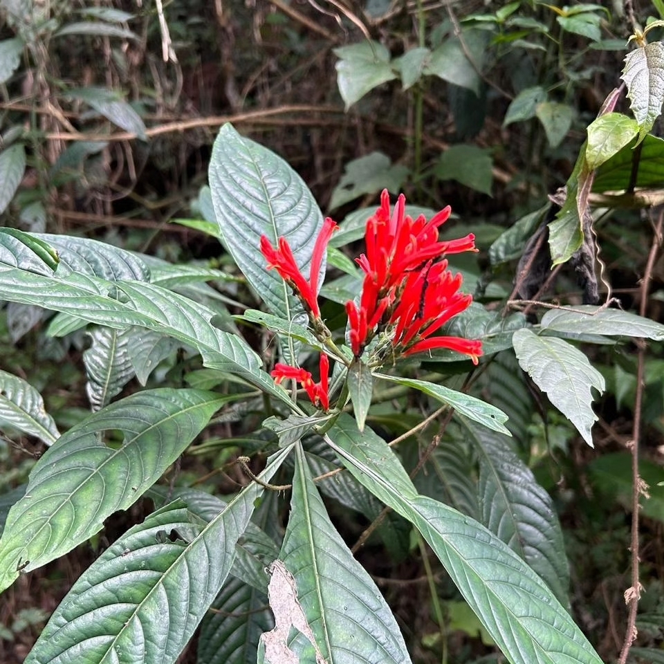 Aphelandra longiflora