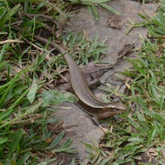 Zonosaurus madagascariensis