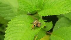 Anthophora