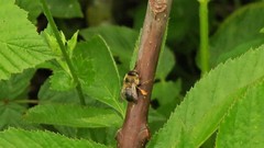 Anthophora