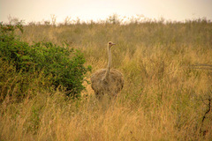 Struthio camelus massaicus