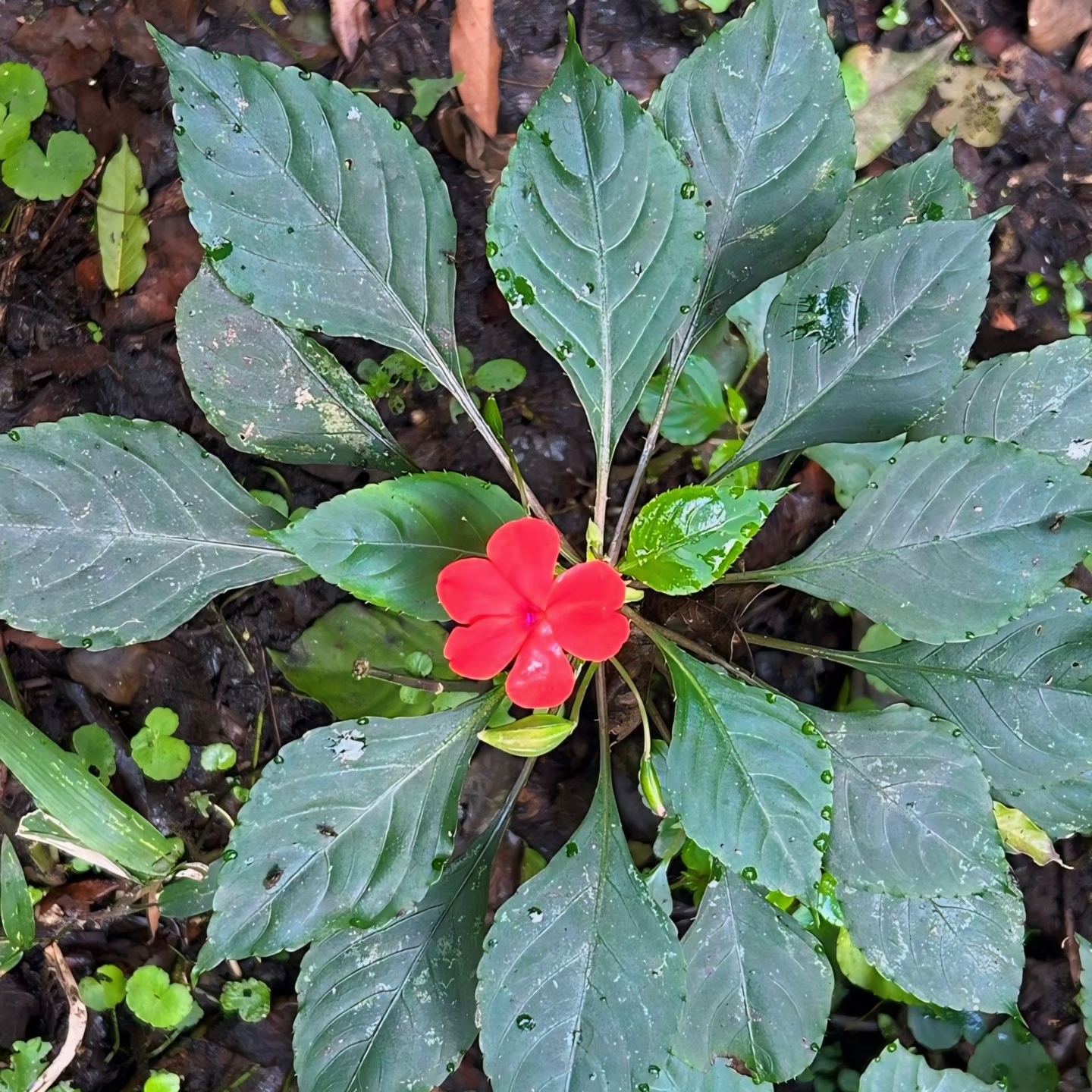 Impatiens walleriana