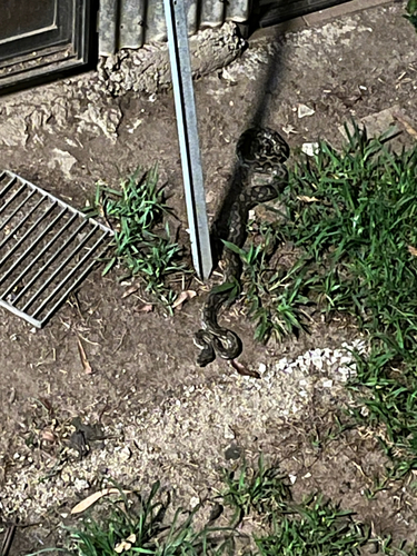Coastal Carpet Python sighting