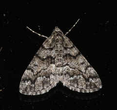 Lipogya exprimataria