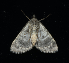 Lipogya exprimataria
