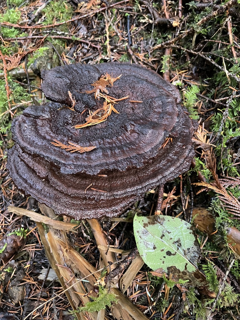 Phaeolus hispidoides · November 2025 · photo: © jbyggdin (iNaturalist, cc0)