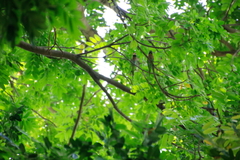 Psittacula alexandri