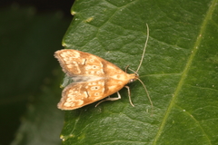 Gymnobathra hamatella