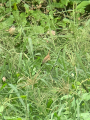 Prinia subflava affinis