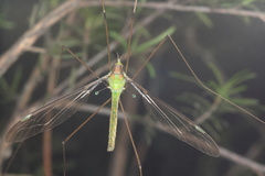 Leptotarsus viridis