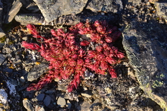 Saxifraga bronchialis funstonii