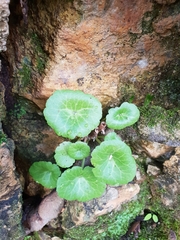 Umbilicus intermedius