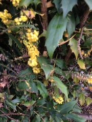 Berberis × hortensis