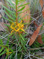 Persoonia chamaepeuce