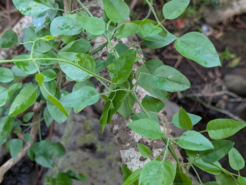 Jasminum fluminense observed 2025-11-23