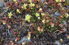 Saxifraga bronchialis funstonii