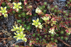 Saxifraga bronchialis funstonii