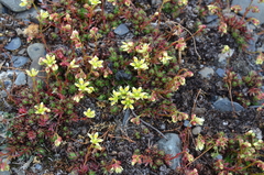 Saxifraga bronchialis funstonii