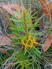 Persoonia chamaepeuce