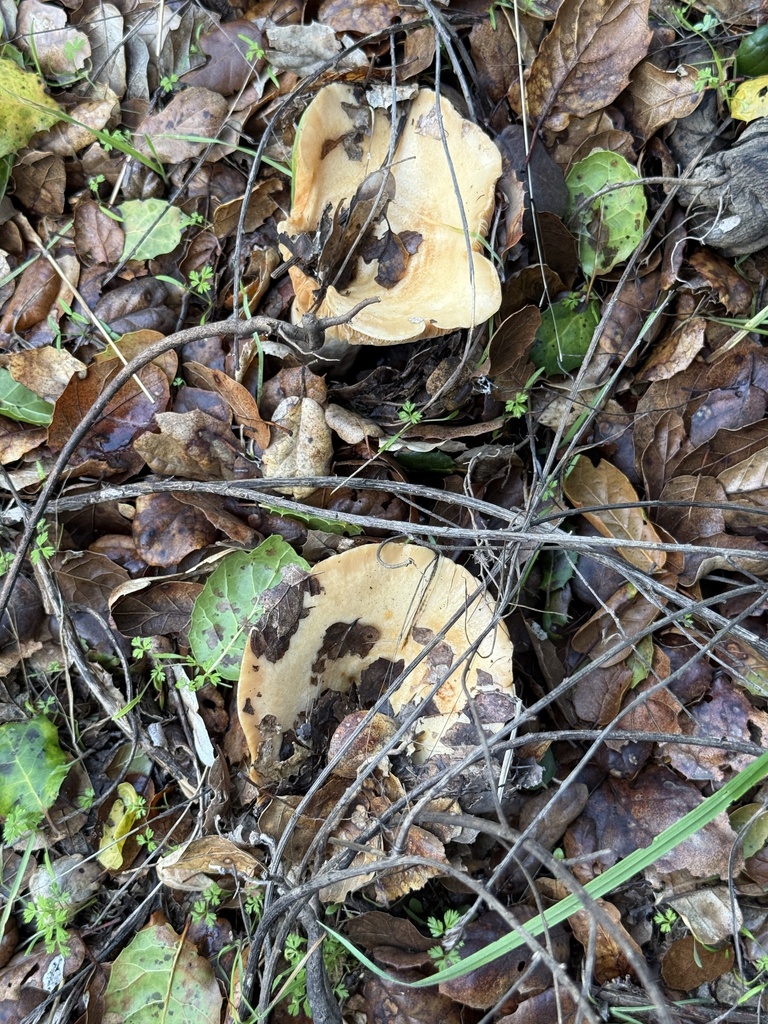 Lactarius alnicola · November 2025 · photo: © rogerraiche (iNaturalist, cc-by)