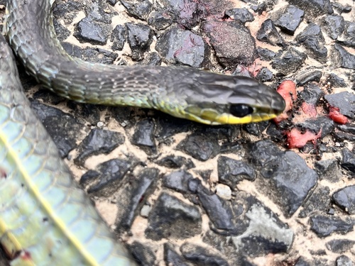 Common Tree Snake sighting