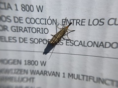 Chrysocramboides craterella