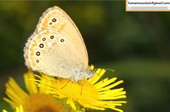 Coenonympha amaryllis