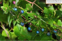 Ampelopsis humulifolia