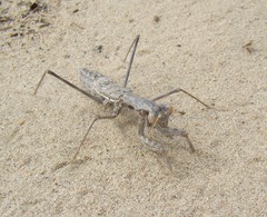 Rivetina