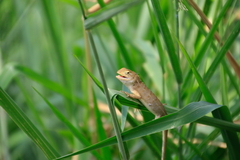 Calotes versicolor