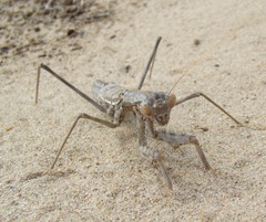 Rivetina