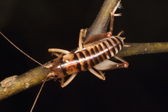 Hemiandrus sterope