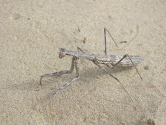 Rivetina