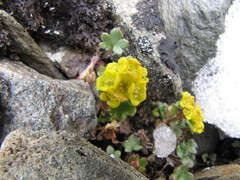 Chrysosplenium wrightii