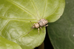 Brachyolus punctatus