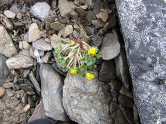 Chrysosplenium wrightii