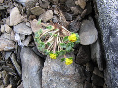 Chrysosplenium wrightii