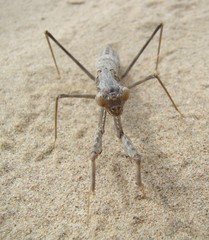 Rivetina