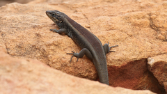 Flinders Ranges Rock-Skink photo 2