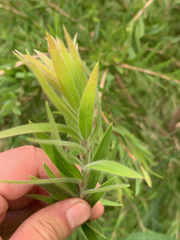 Melaleuca viminalis viminalis