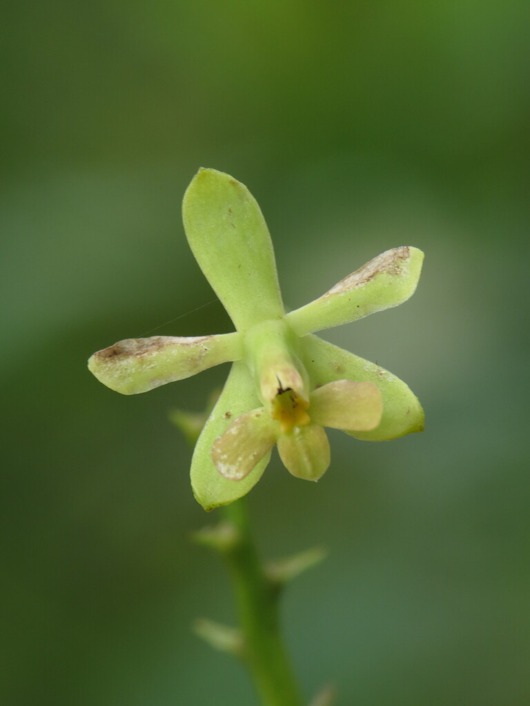 Epidendrum chalcochromum Hágsater