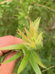 Melaleuca viminalis viminalis