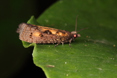 Cryptaspasma querula
