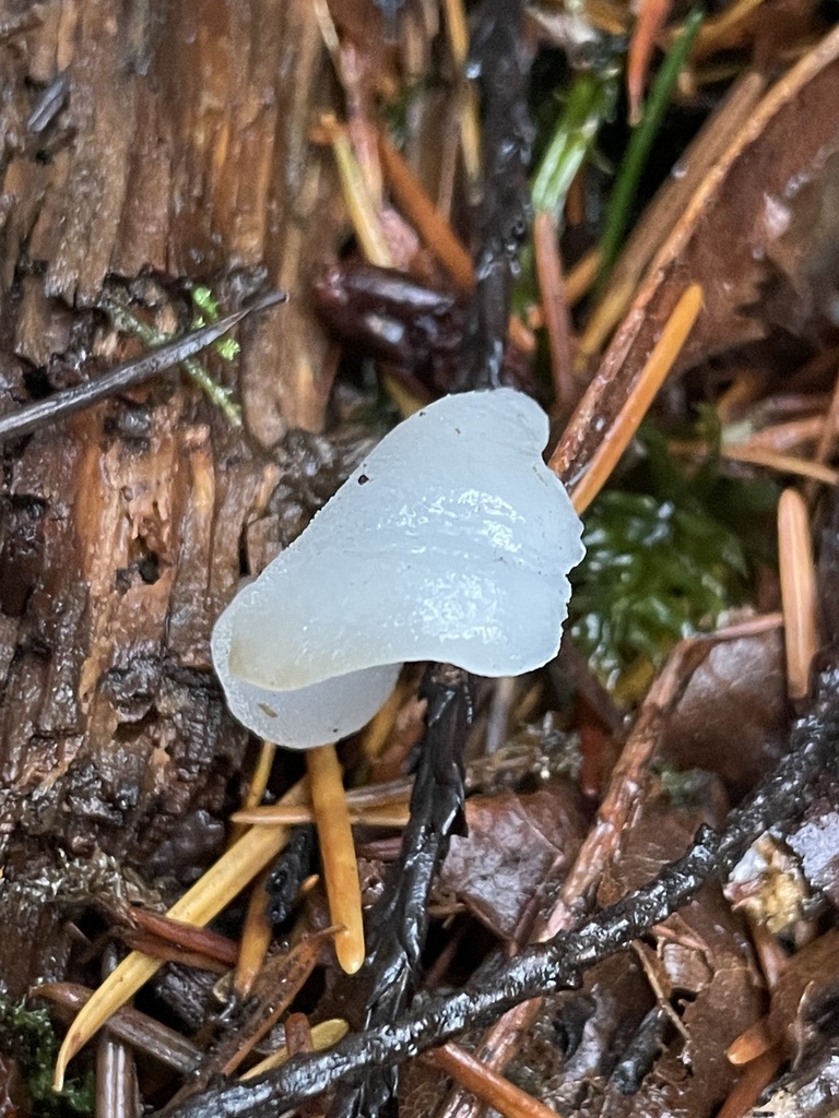 Pseudohydnum gelatinosum · November 2025 · photo: © jbyggdin (iNaturalist, cc0)