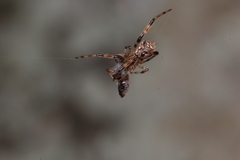 Episinus antipodianus