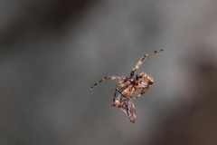 Episinus antipodianus