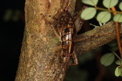 Talitropsis
