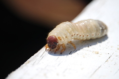 Pericoptus truncatus